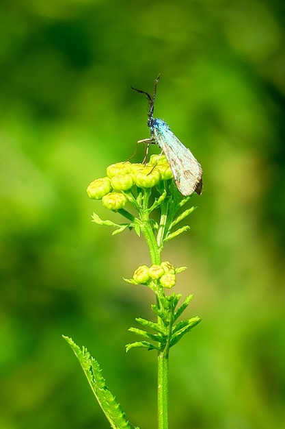 una mariposa con alas plegadas se sienta en una flor de una planta medicinal tanaceto