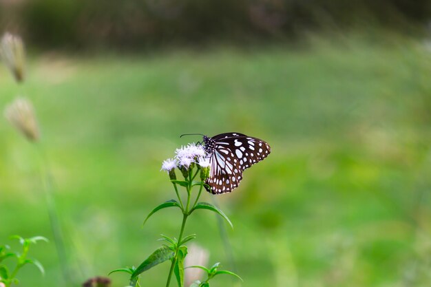 Foto mariposa algodoncillo manchado azul o danainae o mariposa algodoncillo descansando sobre las plantas