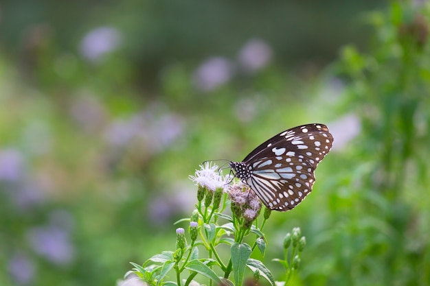 Mariposa de algodoncillo manchado azul