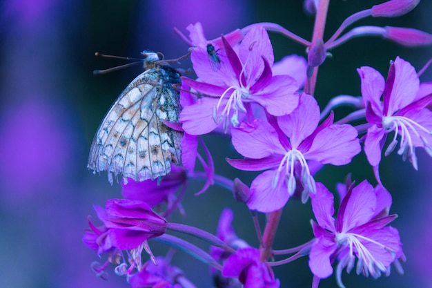 Foto la mariposa se alimenta en una flor de hierba de sauce