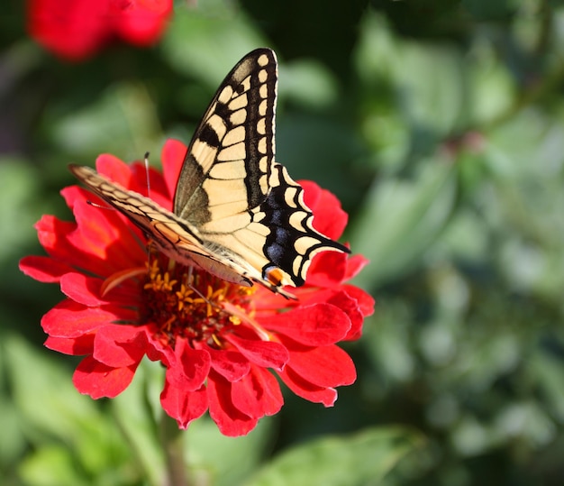 Mariposa alimentándose de flor