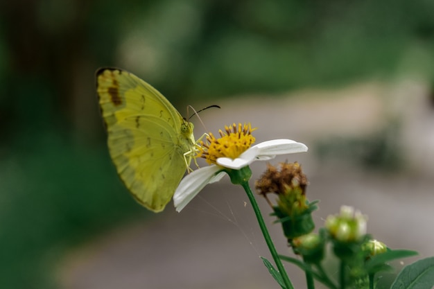 Mariposa amarilla con flores