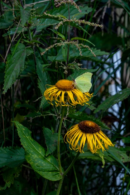 La mariposa amarilla gonepteryx rhamni recolecta néctar de una gran flor amarilla de helenio