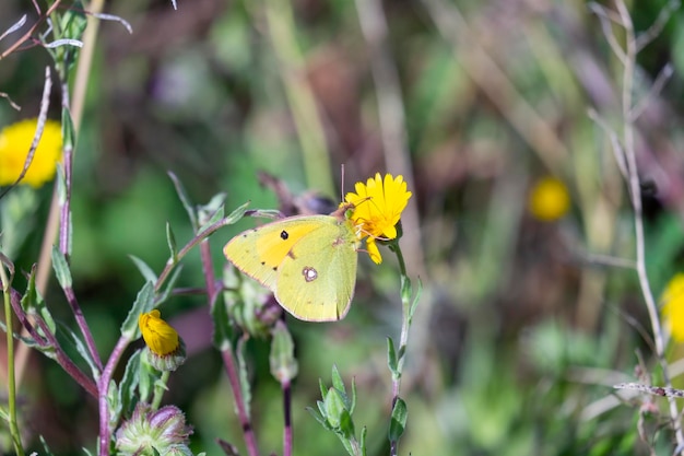 Foto mariposa amarilla nublada o colias croceus alimentándose de néctar de flor sobre fondo verde natural escena de vida silvestre en la naturaleza