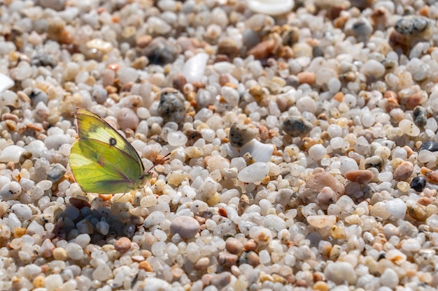 Mariposa amarilla en la playa de México