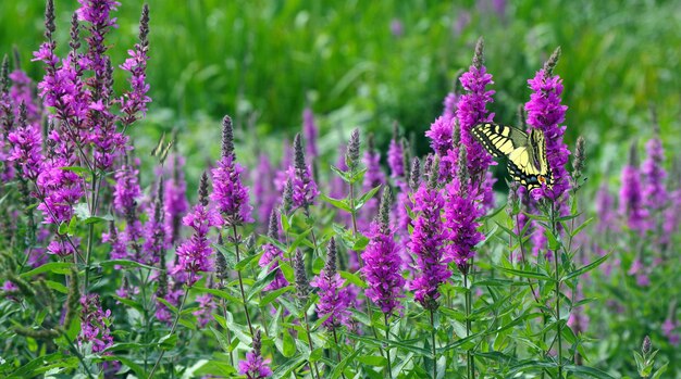 Una mariposa amarilla se sienta en una flor morada en un campo de flores moradas.