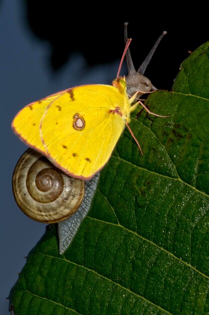 Mariposa amarilla sobre un caracol