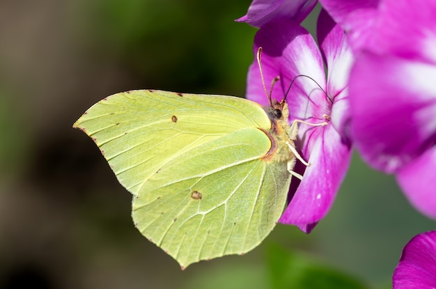 Mariposa amarilla sobre una flor