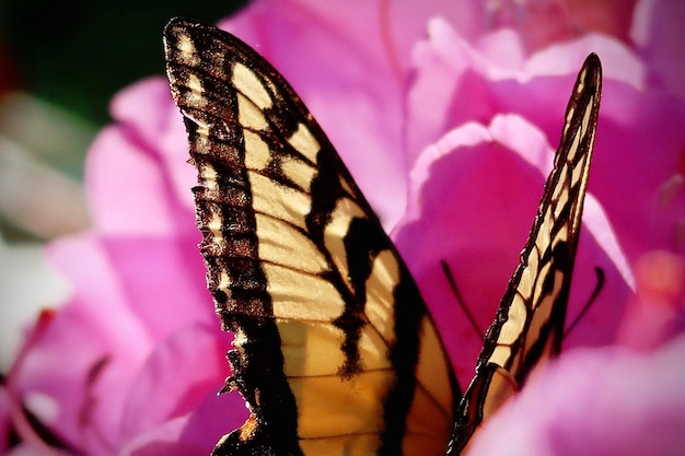 Foto la mariposa amarilla