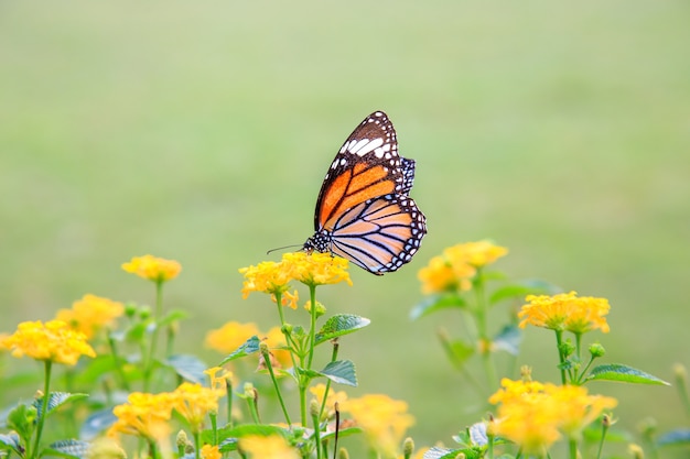 Mariposa anaranjada en flores amarillas anaranjadas