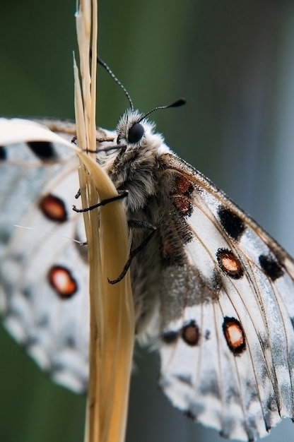 La mariposa Apolo sobre un césped. Instantánea macro