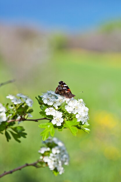 Mariposa en el árbol blanco del flor, recogiendo el néctar de la flor.