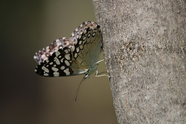 Mariposa en un árbol de cerca