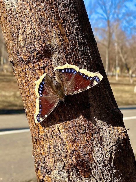 Mariposa en un árbol en el parque de la ciudad en primavera