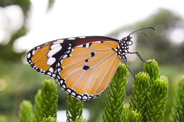 Mariposa en el árbol de pino.