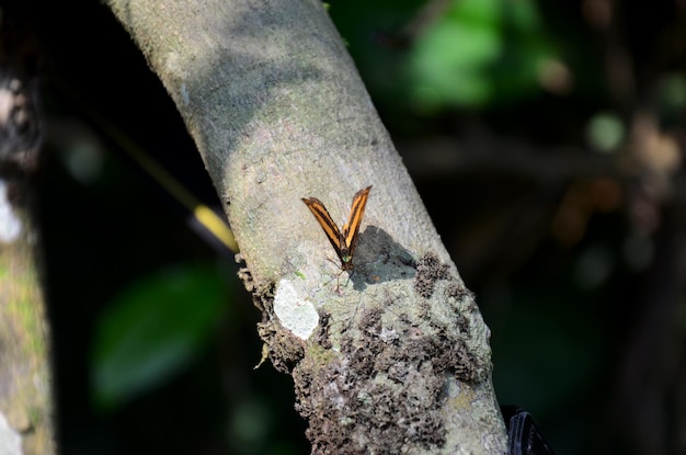 Mariposa en el árbol