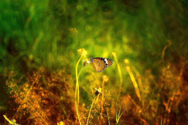 Mariposa en un arbusto colorido