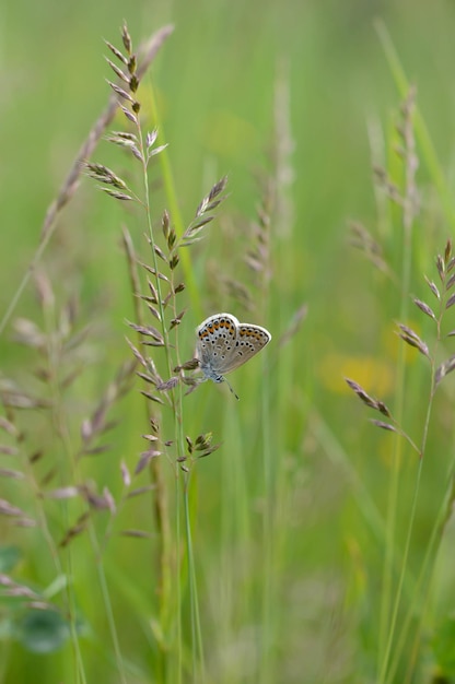 Mariposa argus marrón en una planta