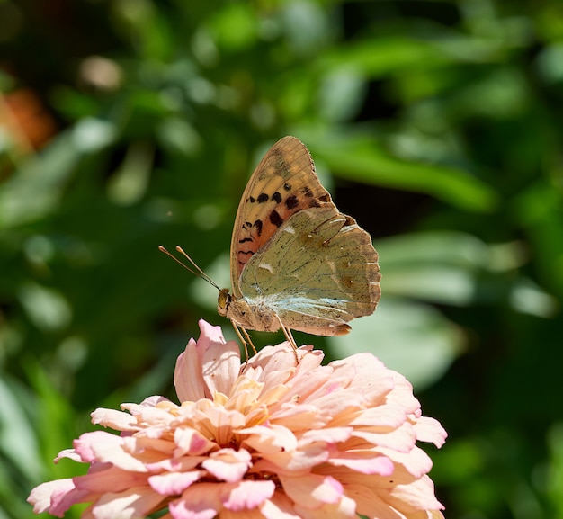 Mariposa Argynnis pandora se sienta en un capullo rosa de flor de Zinnia