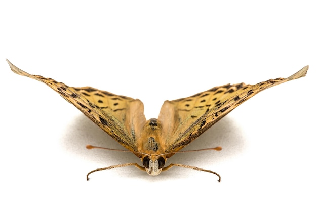 Mariposa Argynnis paphia aislada sobre un fondo blanco