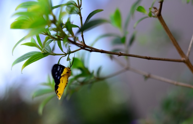 La mariposa asiática amarilla y negra