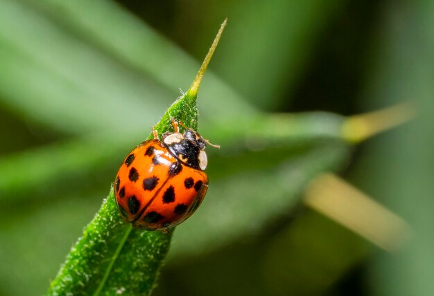 La mariposa asiática