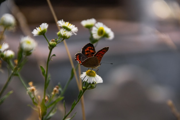 Foto una mariposa se asienta sobre una flor de manzanilla contra un prado verde.