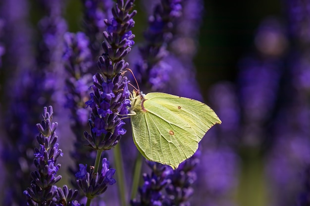 Una mariposa de azufre común en lavanda