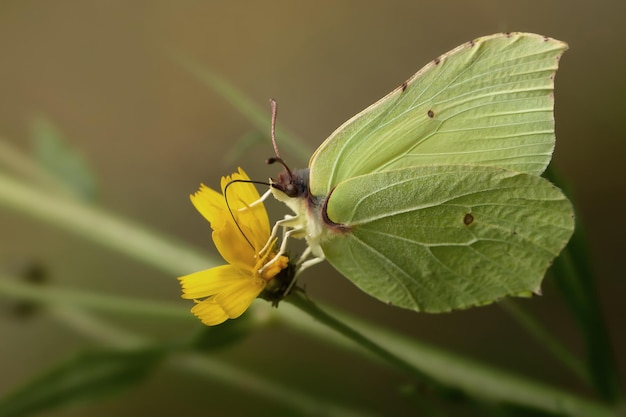 Mariposa azufre verdoso claro y flor amarilla