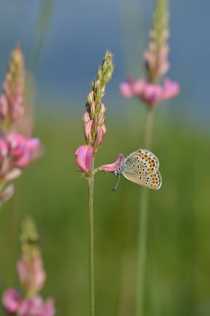 Mariposa azul común en una flor rosa alas cerradas polinizando