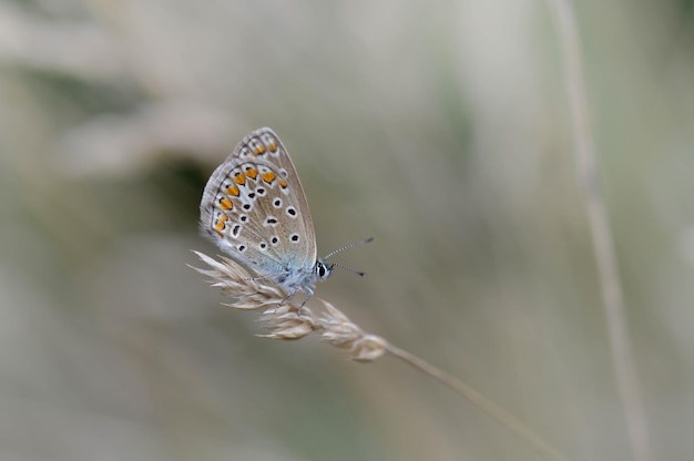 Mariposa azul común en una planta seca en la naturaleza macro