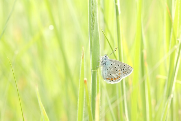 Mariposa azul común en una pradera de primavera