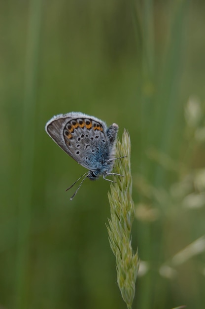 Mariposa azul común en reposo con la parte inferior visible