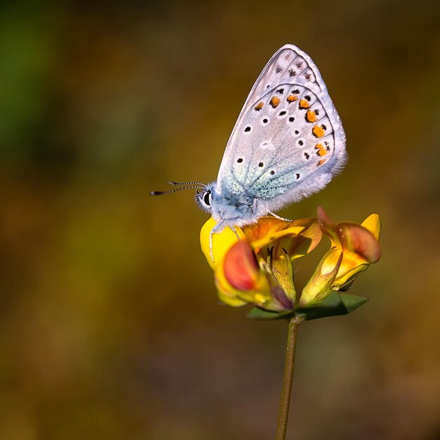 una mariposa azul está en una flor con un fondo borroso
