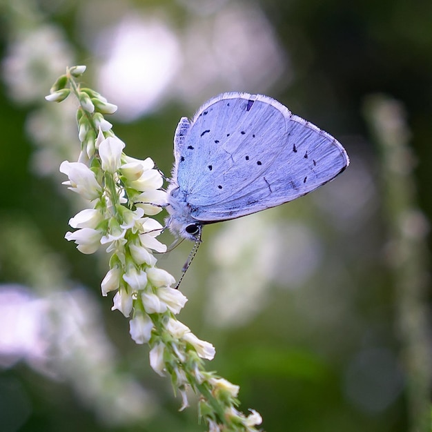 una mariposa azul está sentada en una flor en el césped