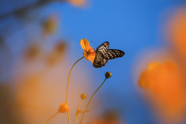 Foto mariposa azul con flor amarilla cosmos