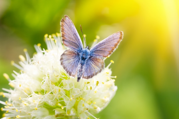 Mariposa azul, en una flor, insecto de primavera.