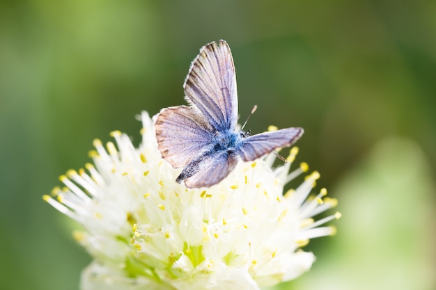 Mariposa azul, en una flor, insecto de primavera.