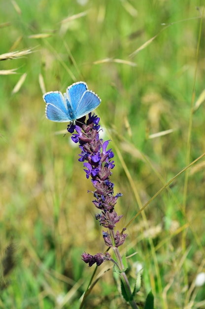 Mariposa azul en flor