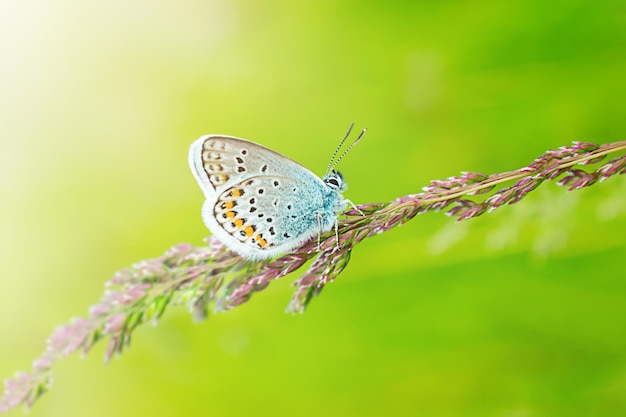 Mariposa azul en la hierba verde.