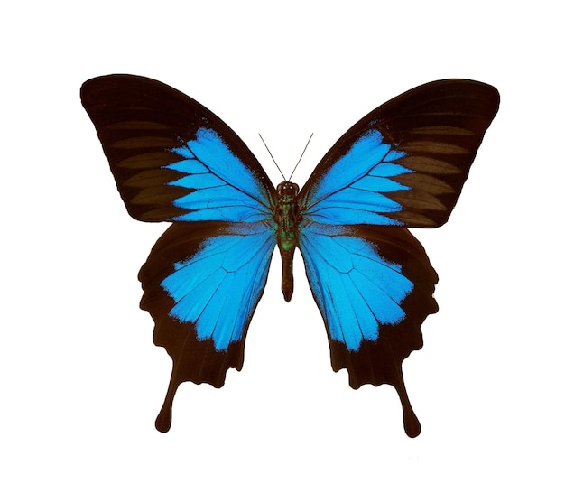 Una mariposa azul con una mariposa negra y azul en el frente.