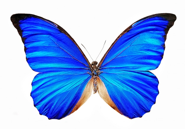 Mariposa azul morpho anaxibia aislado