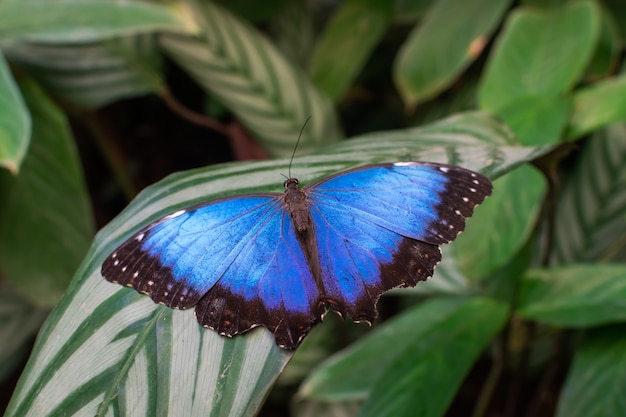 Mariposa azul Morpho peleides