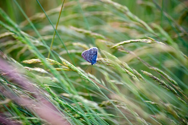 Mariposa azul Polyommatus icarus se asienta sobre el césped