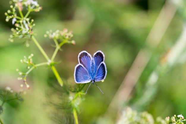 Mariposa azul sentada en la hierba. Fotografía macro de la naturaleza de la fauna.