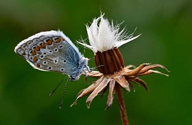 Una mariposa azul se sienta en una flor con un fondo verde.