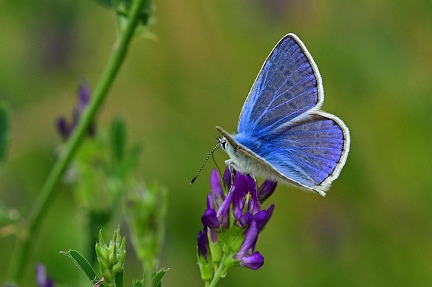 mariposa azul sobre una hierba verde