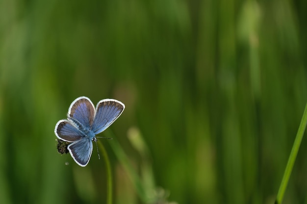 Mariposa azul tachonada de plata con las alas abiertas