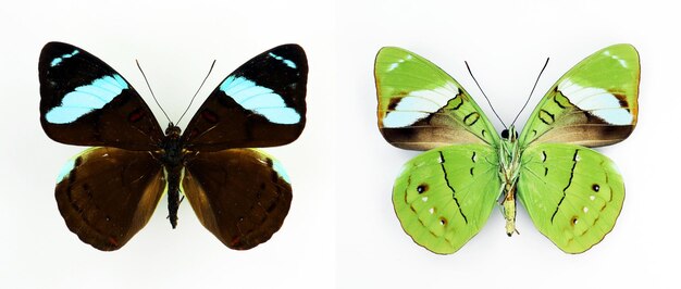 Mariposa azul verde aislada en blanco Nessaea aglaura lados superior e inferior macro cerrar