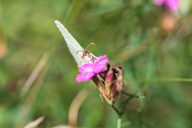 Mariposa bebiendo néctar de flor de campo